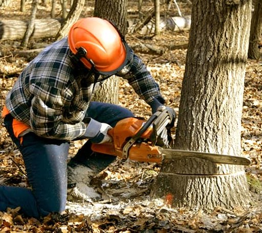 Tree Removal in Winesburg, OH